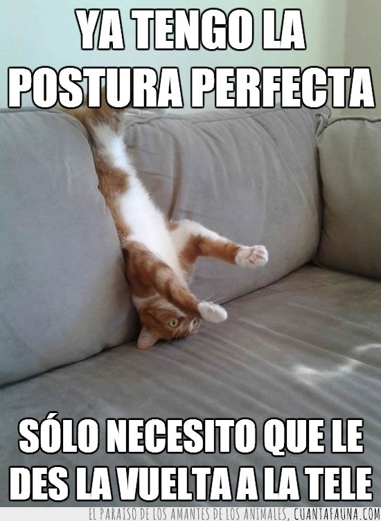 bocabajo,girado,gato,cabeza abajo,sofá,al reves,tele